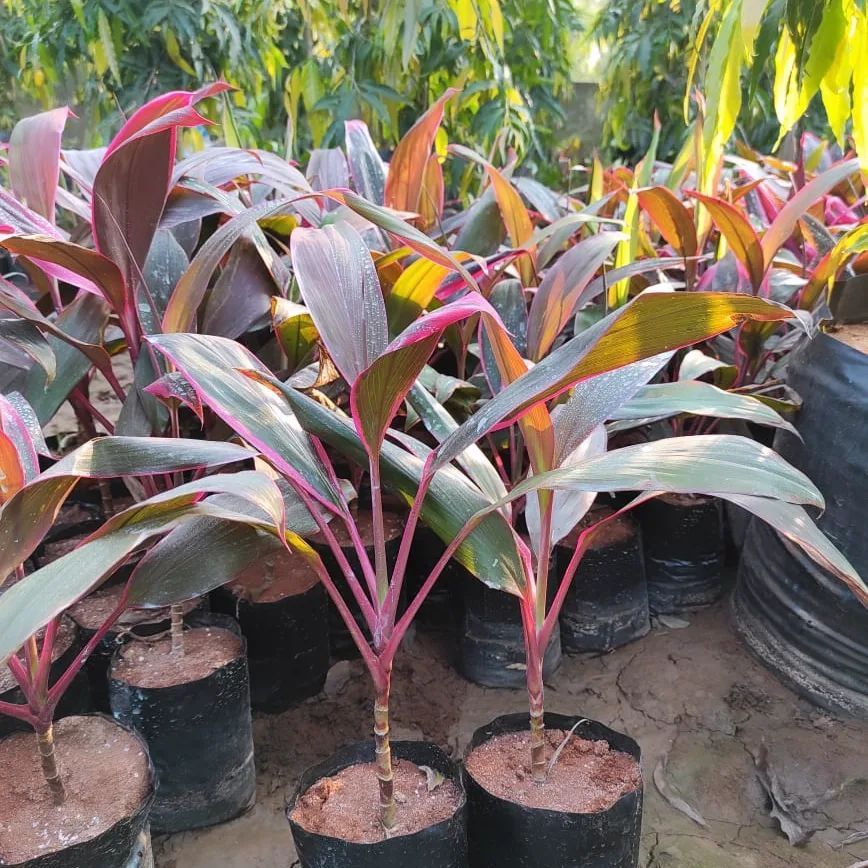 Dracaena mahatma